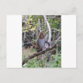 ressus macaque monkey briefkaart (Voorkant)