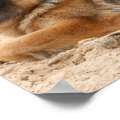 Rest German Shepherd Print (Hoek)