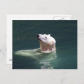 Rest polair beer briefkaart (Voorkant / Achterkant)