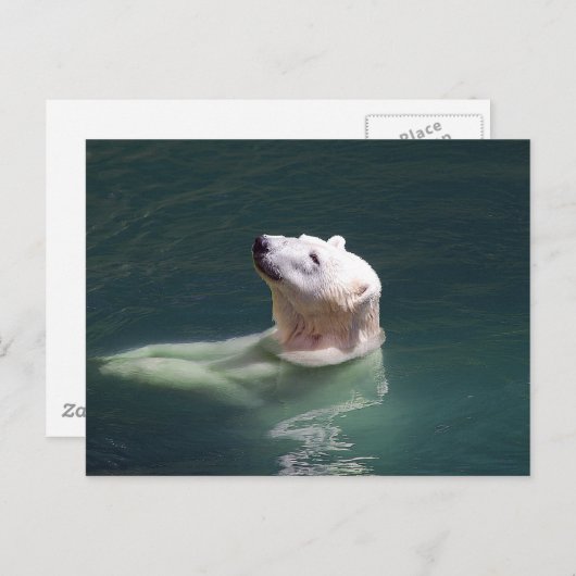 Rest polair beer briefkaart (Voorkant / Achterkant)