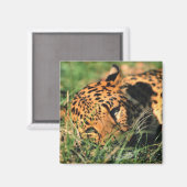 Rest van luipaard met gras magneet (Voorkant / Achterkant)