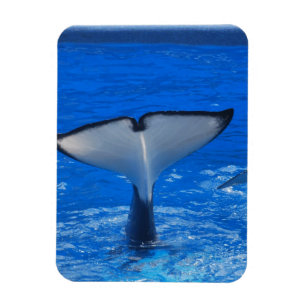 Restanten van een groothandelspremium Magnet Magneet