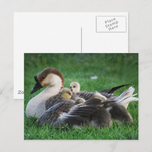 Resten Briefkaart (Voorkant / Achterkant)