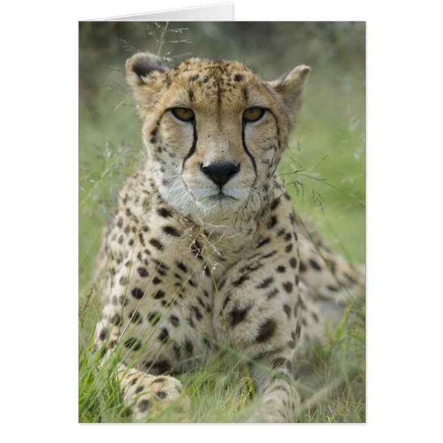 Resten in gras (Voorkant)