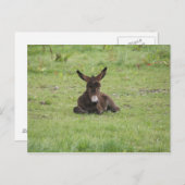 Resten op gras briefkaart (Voorkant / Achterkant)