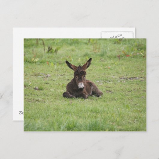 Resten op gras briefkaart (Voorkant / Achterkant)