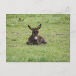Resten op gras briefkaart