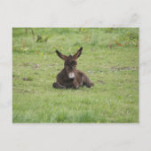 Resten op gras briefkaart (Voorkant)