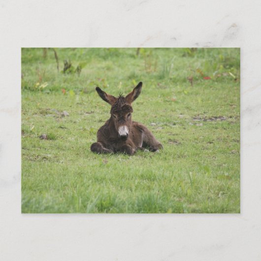 Resten op gras briefkaart (Voorkant)