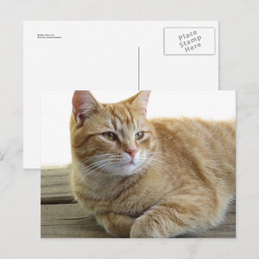 Resten van gele kat briefkaart (Voorkant / Achterkant)