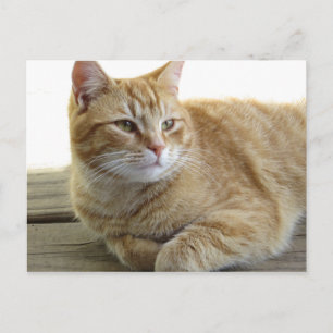 Resten van gele kat briefkaart