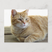 Resten van gele kat briefkaart (Voorkant)