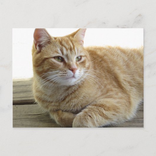 Resten van gele kat briefkaart (Voorkant)