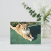 Resten van gele kat briefkaart (Staand voorkant)