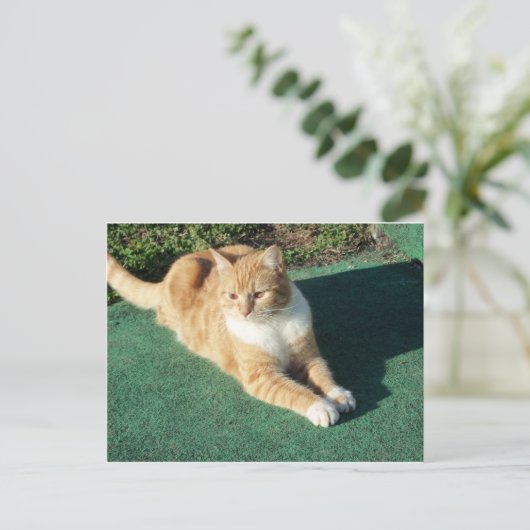 Resten van gele kat briefkaart (Staand voorkant)