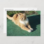 Resten van gele kat briefkaart (Voorkant / Achterkant)