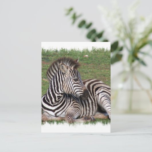 Restend Zebra Briefkaart (Staand voorkant)
