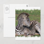 Restend Zebra Briefkaart (Voorkant / Achterkant)