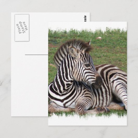 Restend Zebra Briefkaart (Voorkant / Achterkant)