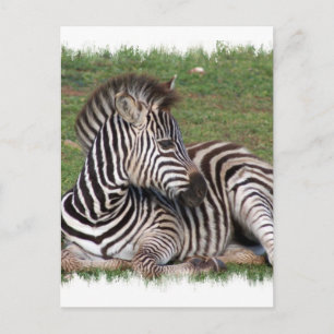 Restend Zebra Briefkaart
