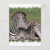 Restend Zebra Briefkaart (Voorkant)