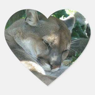 Restende cougar-stickers hart sticker