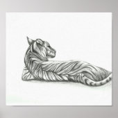 Restende tijgertekening poster (Voorkant)