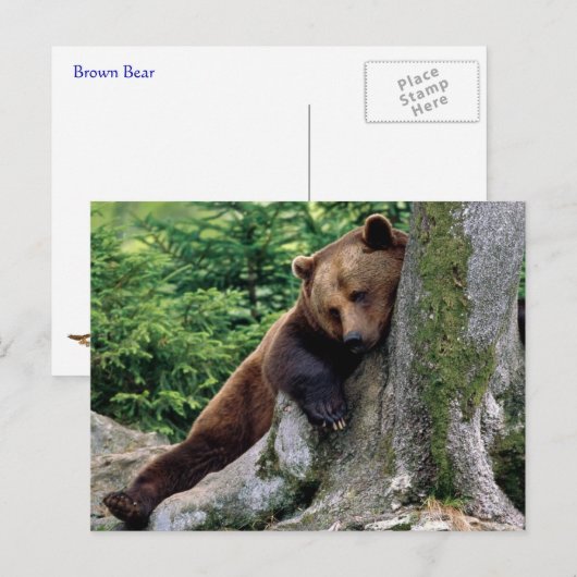 Restful Brown Beer Wildlife Series # 10 Briefkaart (Voorkant / Achterkant)