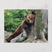 Restful Brown Beer Wildlife Series # 10 Briefkaart (Voorkant)