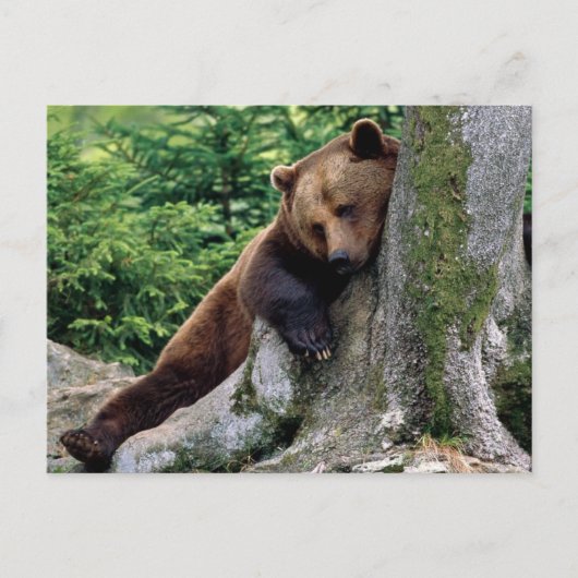 Restful Brown Beer Wildlife Series # 10 Briefkaart (Voorkant)