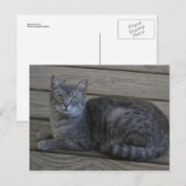 Restgrijze kat briefkaart (Voorkant / Achterkant)