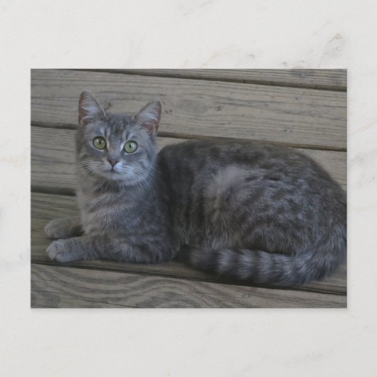 Restgrijze kat briefkaart (Voorkant)
