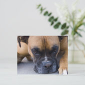 Resting Boxer Dog Briefkaart (Staand voorkant)