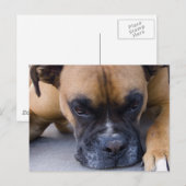 Resting Boxer Dog Briefkaart (Voorkant / Achterkant)