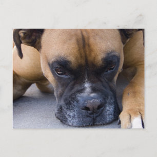 Resting Boxer Dog Briefkaart