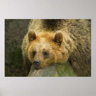 Resting bruin Beer Poster