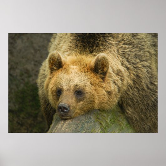 Resting bruin Beer Poster (Voorkant)