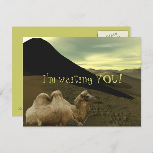 Resting Camel Briefkaart (Voorkant / Achterkant)