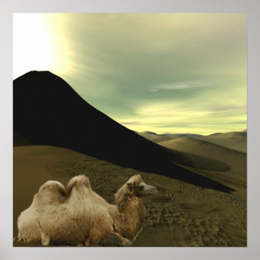 Resting Camel Poster (Voorkant)