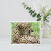 Resting Cheetah Briefkaart (Staand voorkant)