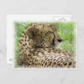 Resting Cheetah Briefkaart (Voorkant / Achterkant)