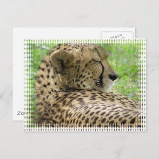 Resting Cheetah Briefkaart (Voorkant / Achterkant)