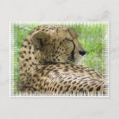 Resting Cheetah Briefkaart (Voorkant)