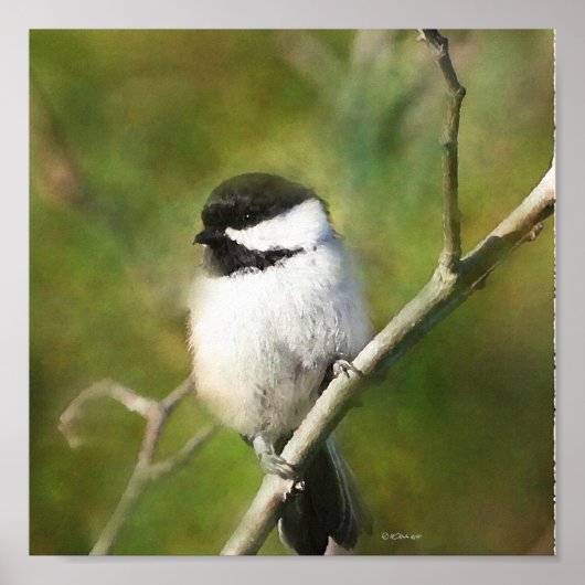 Resting Chickadee - ETSY Poster (Voorkant)