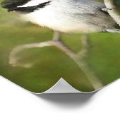 Resting Chickadee - ETSY Poster (Hoek)