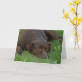 Resting Chocolate Lab Wenskaarten Kaart (Gele Bloem)