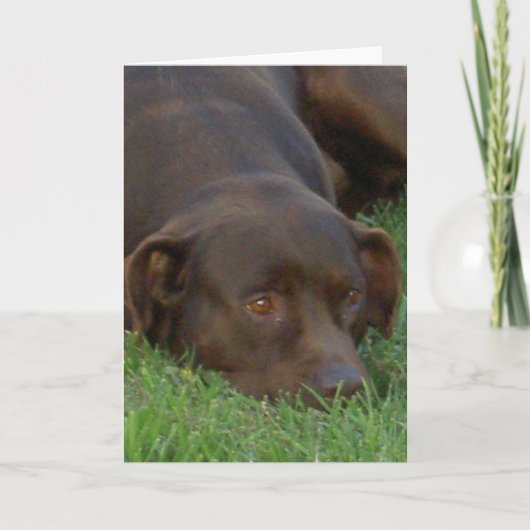 Resting Chocolate Lab Wenskaarten Kaart (Voorkant)