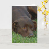 Resting Chocolate Lab Wenskaarten Kaart (Gele Bloem)