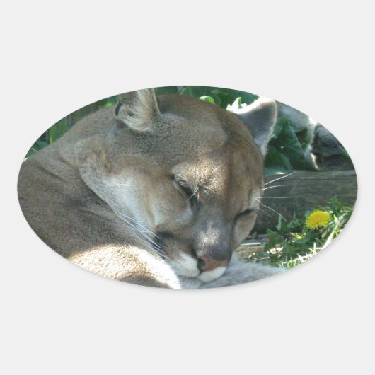 Resting Cougar Stickers (Voorkant)