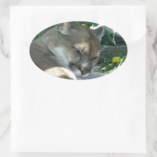 Resting Cougar Stickers (Tas)